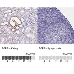Aquaporin-6 Antibody, Novus Biologicals:Antibodies:Primary Antibodies